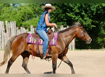 Quarter Pony, Gelding, 9 years, 14 hh, Bay