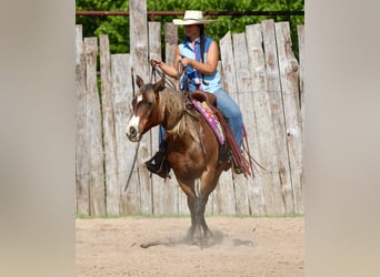 Quarter Pony, Gelding, 9 years, 14 hh, Bay