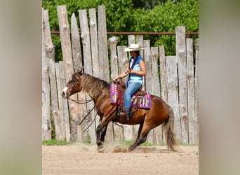 Quarter Pony, Gelding, 9 years, 14 hh, Bay