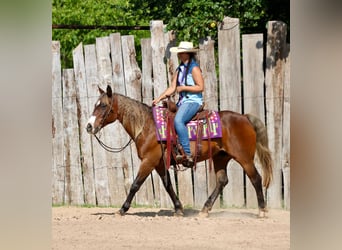 Quarter Pony, Gelding, 9 years, 14 hh, Bay