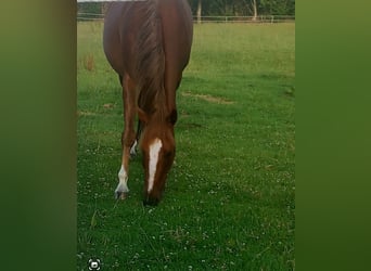 Quarter Pony, Gelding, 9 years, 15.2 hh, Chestnut