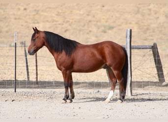 Quarter Pony, Gelding, 9 years, Bay
