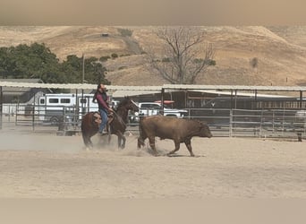 Quarter Pony, Gelding, 9 years, Bay
