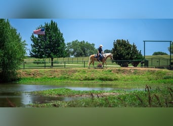 Quarter Pony, Gelding, 9 years, Palomino