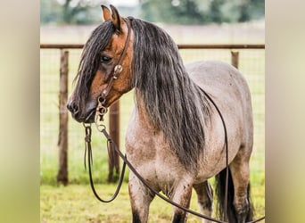 Quarter Pony, Gelding, 9 years, Roan-Bay