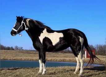 Quarter Pony, Giumenta, 10 Anni, 132 cm, Overo-tutti i colori