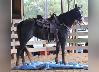 Quarter Pony, Giumenta, 10 Anni, 142 cm, Sauro