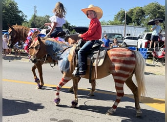 Quarter Pony, Giumenta, 10 Anni, Palomino