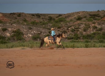 Quarter Pony, Giumenta, 11 Anni, 132 cm, Pelle di daino