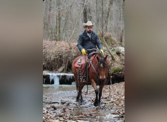 Quarter Pony, Giumenta, 12 Anni, 140 cm, Baio ciliegia