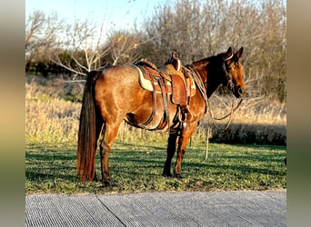 Quarter Pony, Giumenta, 12 Anni, 140 cm, Baio roano