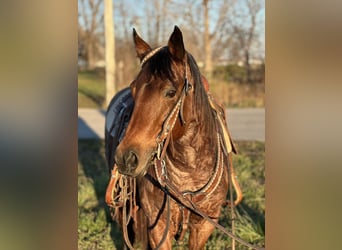 Quarter Pony, Giumenta, 12 Anni, 140 cm, Baio roano