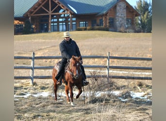 Quarter Pony, Giumenta, 12 Anni, 142 cm, Sauro ciliegia