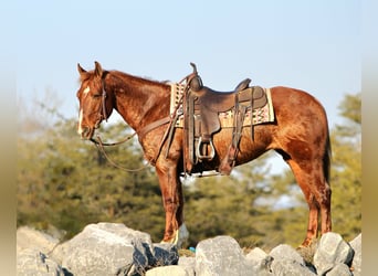 Quarter Pony, Giumenta, 12 Anni, 142 cm, Sauro ciliegia