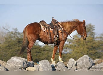 Quarter Pony, Giumenta, 12 Anni, 142 cm, Sauro ciliegia