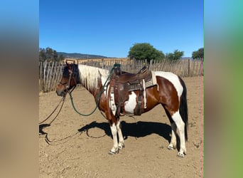 Quarter Pony, Giumenta, 13 Anni, 135 cm, Tobiano-tutti i colori