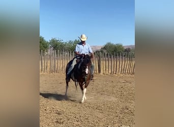 Quarter Pony, Giumenta, 13 Anni, 135 cm, Tobiano-tutti i colori