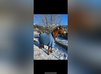 Quarter Pony, Giumenta, 16 Anni, 143 cm, Sauro