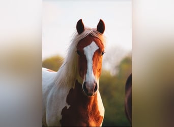 Quarter Pony, Giumenta, 1 Anno, 135 cm, Pezzato