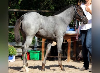 Quarter Pony, Giumenta, 1 Anno, 157 cm, Roano blu