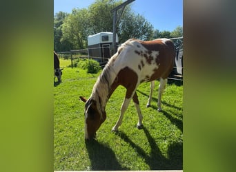 Quarter Pony, Giumenta, 2 Anni, 153 cm, Pezzato
