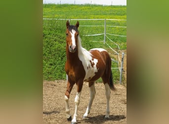 Quarter Pony, Giumenta, 2 Anni, 153 cm, Pezzato