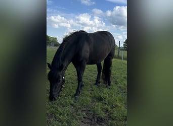 Quarter Pony Mix, Giumenta, 3 Anni, 130 cm, Morello