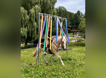 Quarter Pony, Giumenta, 3 Anni, 147 cm, Pezzato