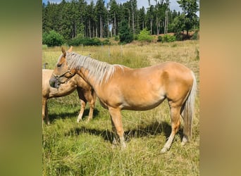 Quarter Pony, Giumenta, 3 Anni, 150 cm, Palomino