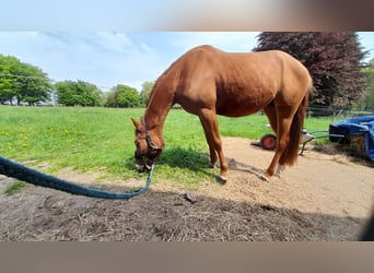 Quarter Pony Mix, Giumenta, 3 Anni, 152 cm, Sauro