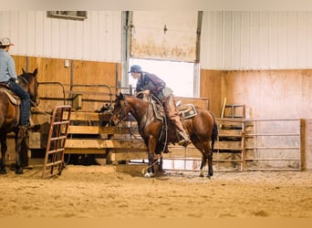 Quarter Pony, Giumenta, 4 Anni, 137 cm, Baio ciliegia