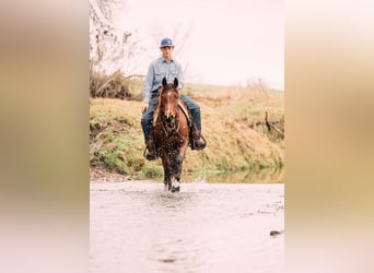 Quarter Pony, Giumenta, 4 Anni, 137 cm, Baio ciliegia