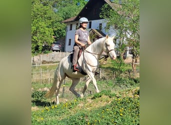Quarter Pony, Giumenta, 4 Anni, 142 cm, Cremello