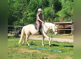 Quarter Pony, Giumenta, 4 Anni, 142 cm, Cremello