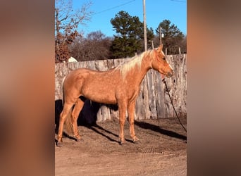 Quarter Pony, Giumenta, 4 Anni, 142 cm, Palomino