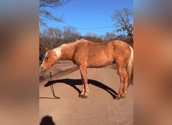 Quarter Pony, Giumenta, 4 Anni, 142 cm, Palomino