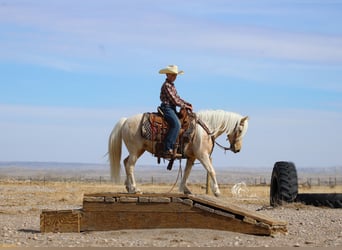 Quarter Pony, Giumenta, 4 Anni, Palomino