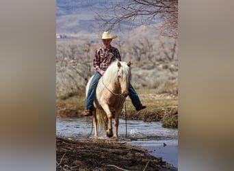 Quarter Pony, Giumenta, 4 Anni, Palomino