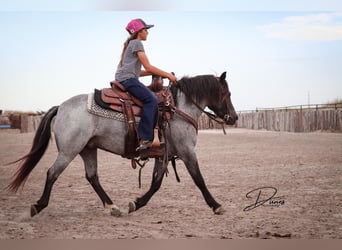 Quarter Pony Mix, Giumenta, 5 Anni, 122 cm, Roano blu