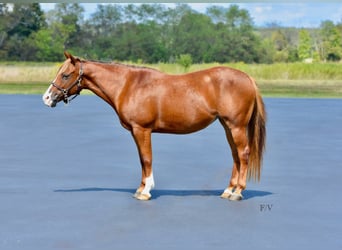 Quarter Pony, Giumenta, 5 Anni, 137 cm, Sauro ciliegia