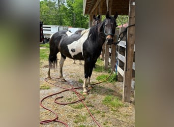 Quarter Pony, Giumenta, 5 Anni, 142 cm, Baio ciliegia