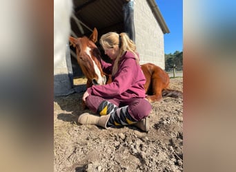 Quarter Pony, Giumenta, 5 Anni, 148 cm, Sauro