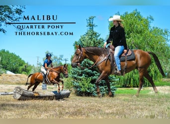 Quarter Pony, Giumenta, 6 Anni, 137 cm, Sauro scuro