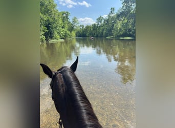 Quarter Pony, Giumenta, 6 Anni, 142 cm, Baio ciliegia