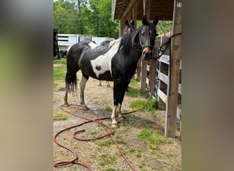 Quarter Pony, Giumenta, 6 Anni, 142 cm, Baio ciliegia