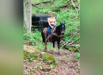 Quarter Pony, Giumenta, 6 Anni, 142 cm, Baio ciliegia