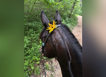 Quarter Pony, Giumenta, 6 Anni, 142 cm, Baio ciliegia