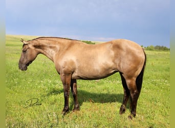 Quarter Pony, Giumenta, 6 Anni, 142 cm, Grullo