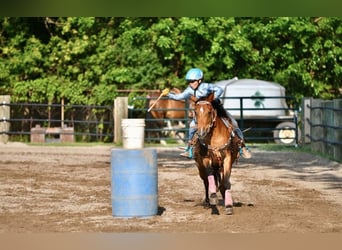 Quarter Pony, Giumenta, 6 Anni, Baio ciliegia