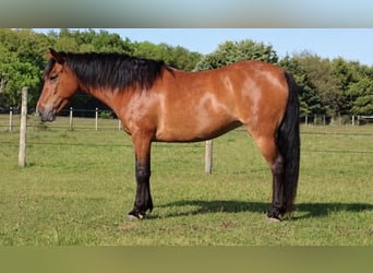 Quarter Pony, Giumenta, 6 Anni, Baio ciliegia
